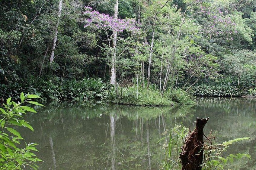 Açude da Solidão - Solitute lake in the tijuca forest park 4