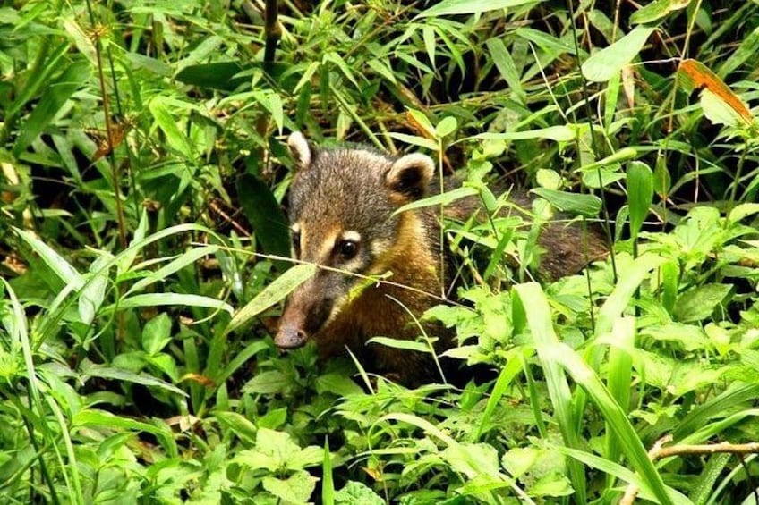 Quati ( raccoon) in the forest 5