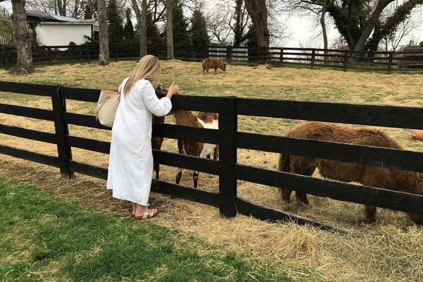 A person in a white coat near a black fence with horses grazing in a grassy field. 5