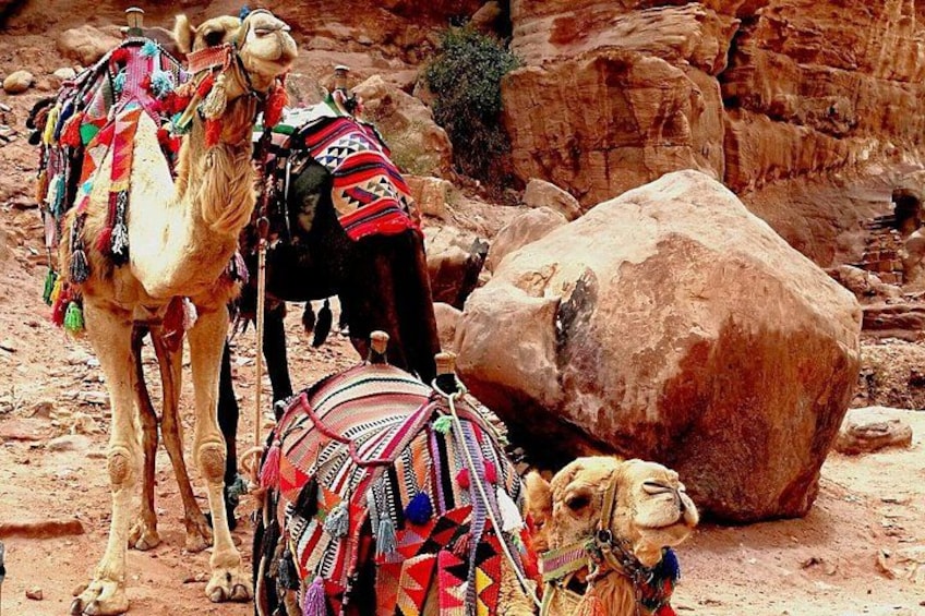 Camels with colorful saddles in a rocky desert. 5