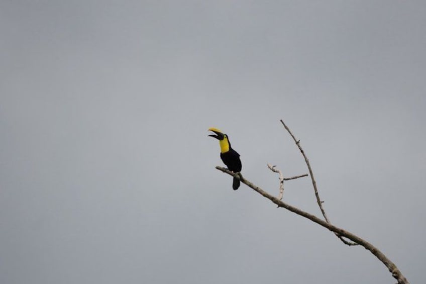 Ein Vogel mit gelb-schwarz gefiedert auf einem kahlen Ast vor einem bewölkten Himmel. 2
