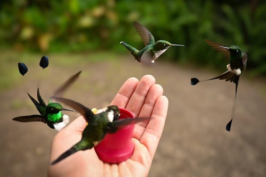 Eine Hand hält einen roten Vogeltränke, um den sich Kolibris schwirren. 1