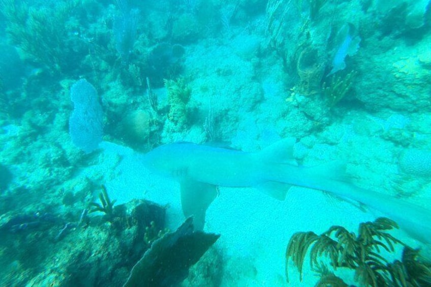 Coral Reef Snorkel Adventure with Photos and Videos 2