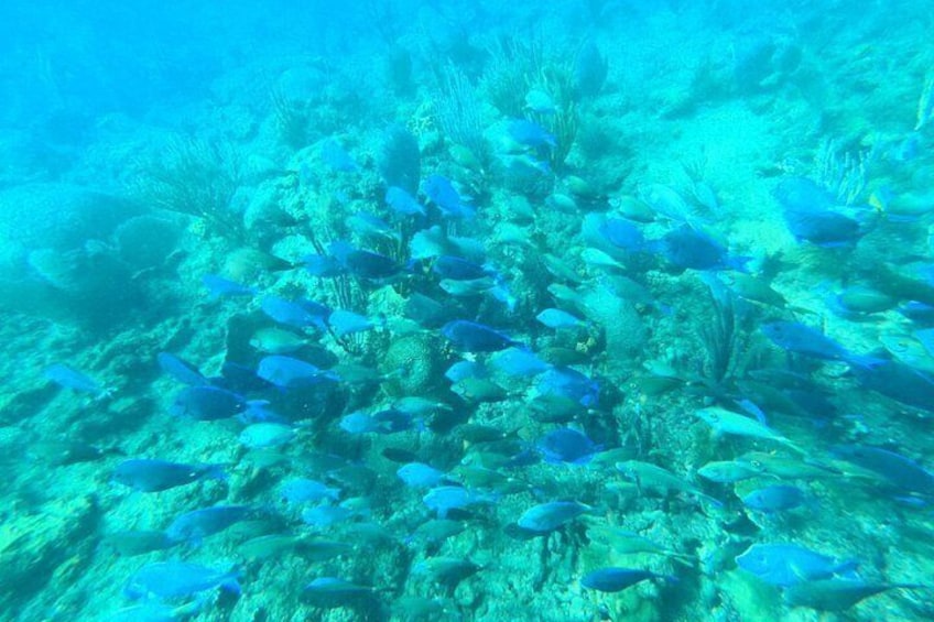 Coral Reef Snorkel Adventure with Photos and Videos 3