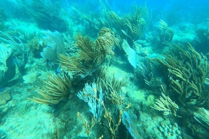 Coral Reef Snorkel Adventure with Photos and Videos 5