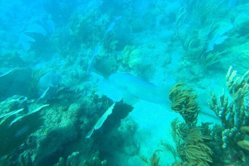Coral Reef Snorkel Adventure with Photos and Videos 4