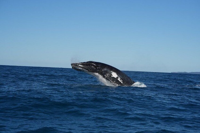 Noosa Whale Watching Cruise – Humpback Whale Adventure 2