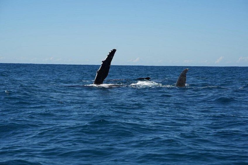 Noosa Whale Watching Cruise – Humpback Whale Adventure 4