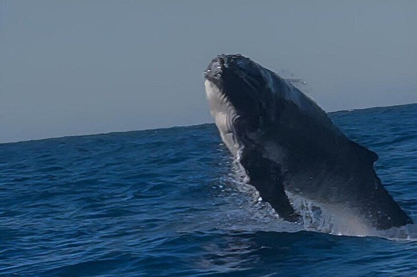 Noosa Whale Watching Cruise – Humpback Whale Adventure 5