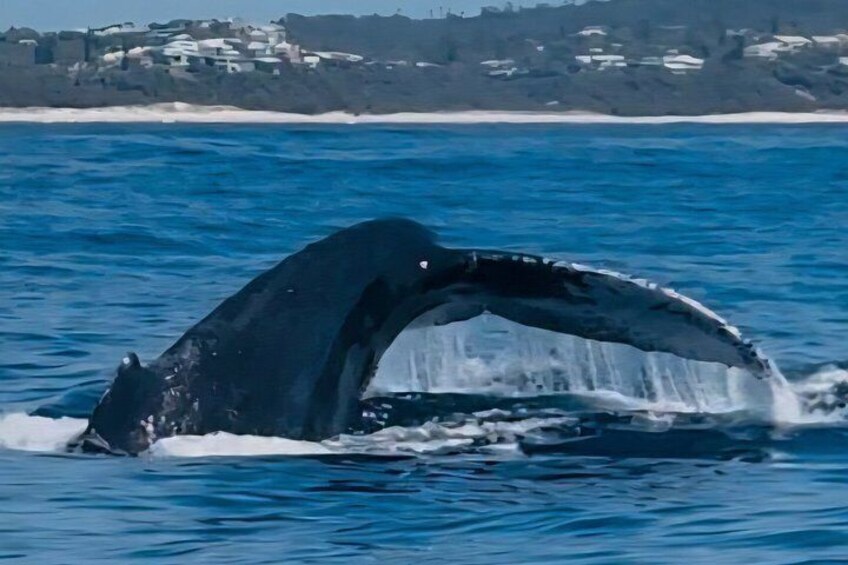 Une baleine qui saute hors de l’eau en levant sa queue. 4