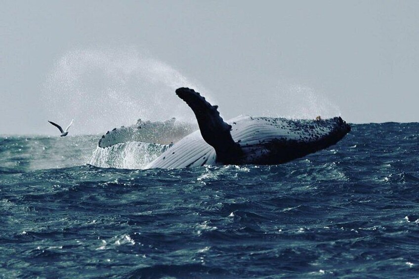 Noosa Whale Watching Cruise – Humpback Whale Adventure 3