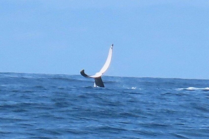A bird in flight over the ocean. 4