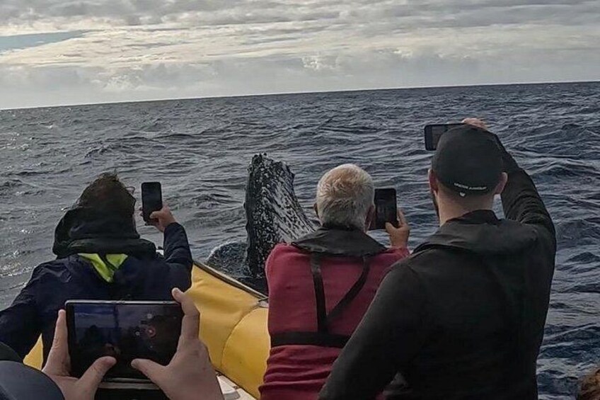 Noosa Whale Watching Cruise – Humpback Whale Adventure 4