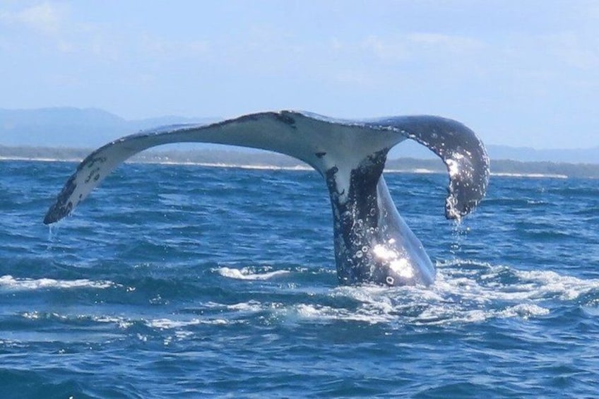 Noosa Whale Watching Cruise – Humpback Whale Adventure 2