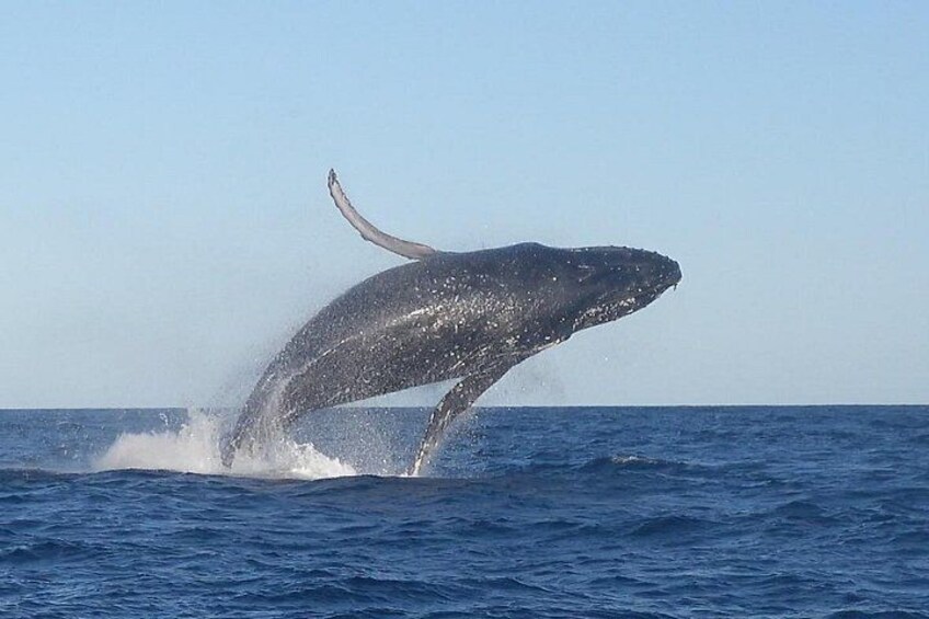 Noosa Whale Watching Cruise – Humpback Whale Adventure 5