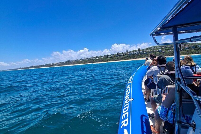 Noosa Whale Watching Cruise – Humpback Whale Adventure 3