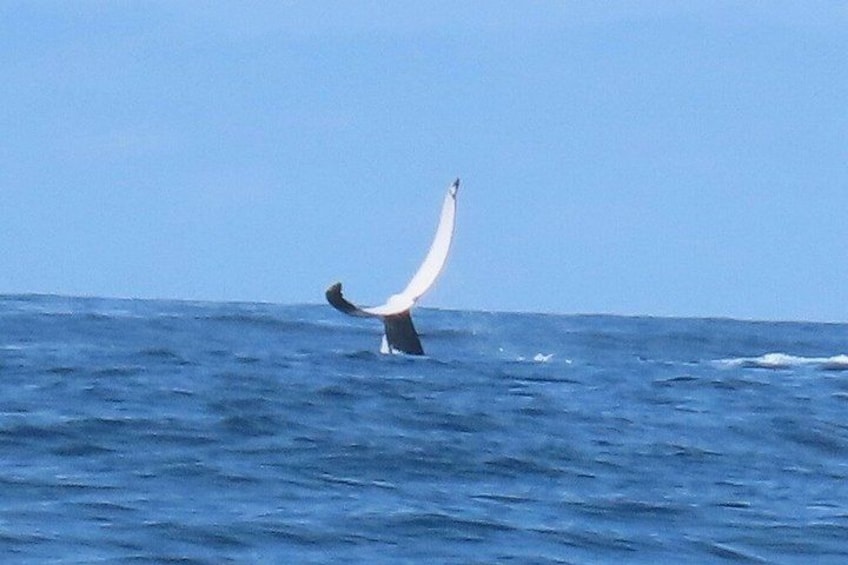 Noosa Whale Watching Cruise – Humpback Whale Adventure 5