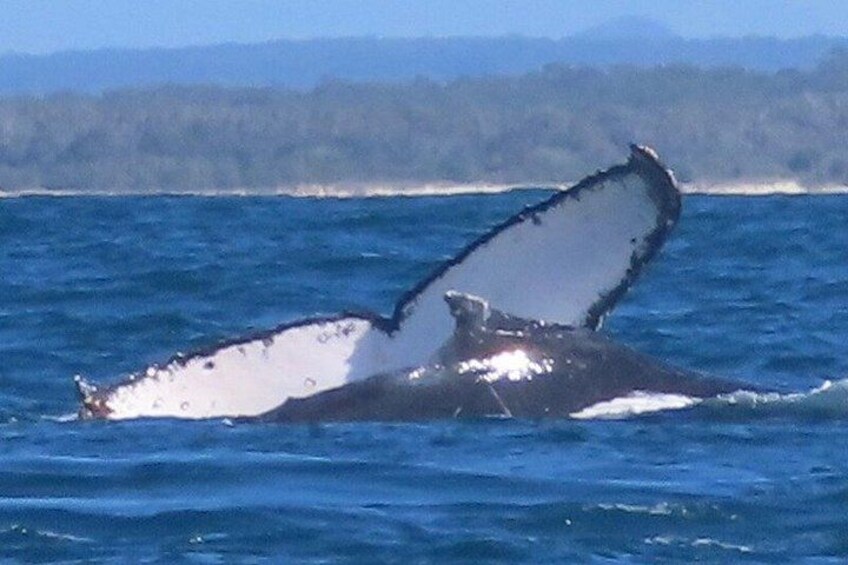 Noosa Whale Watching Cruise – Humpback Whale Adventure 3