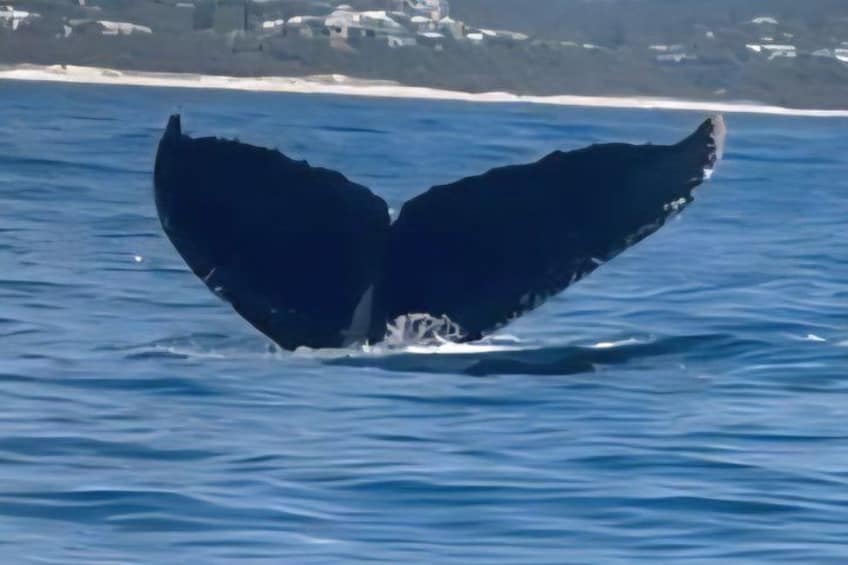 Noosa Whale Watching Cruise – Humpback Whale Adventure 5
