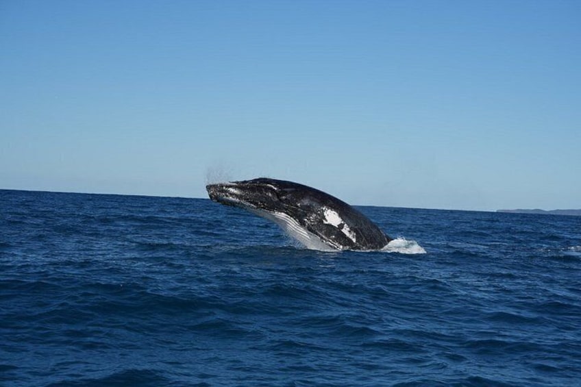 Noosa Whale Watching Cruise – Humpback Whale Adventure 3