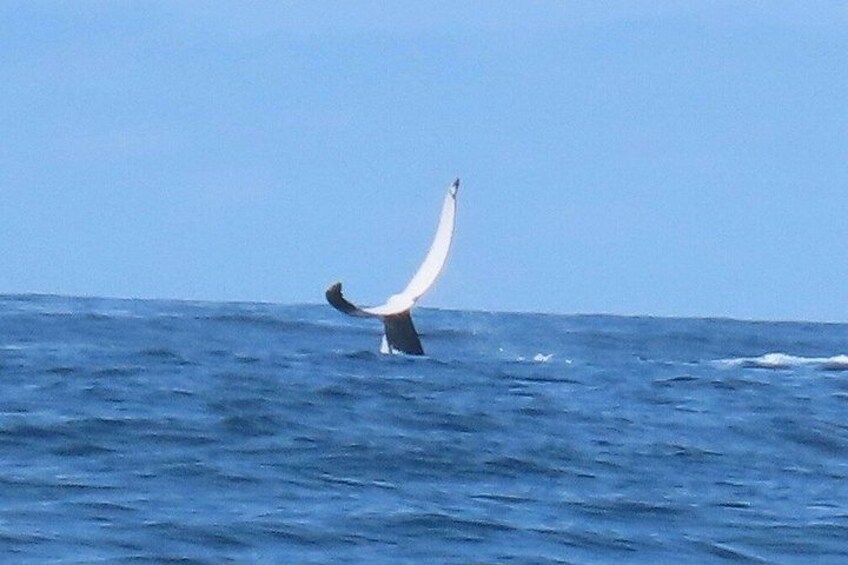 Noosa Whale Watching Cruise – Humpback Whale Adventure 4