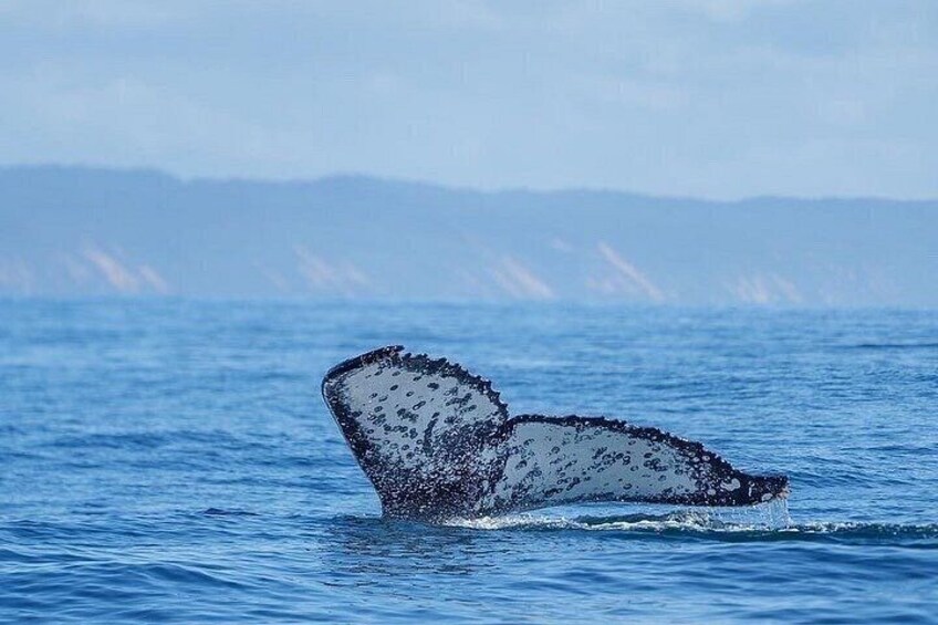 Noosa Whale Watching Cruise – Humpback Whale Adventure 4
