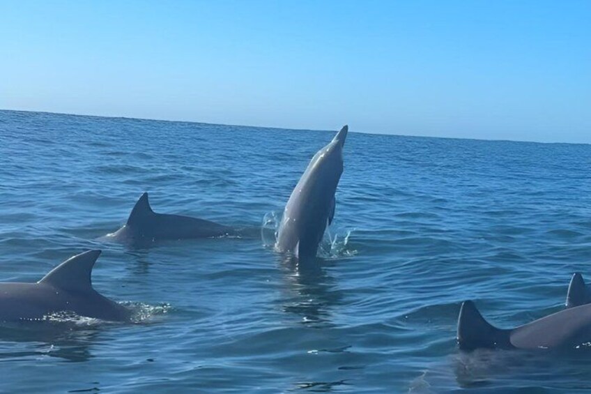 Dolphins in the ocean. 5