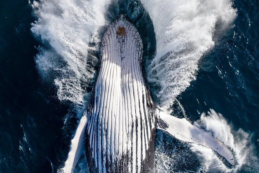 Noosa Whale Watching Cruise – Humpback Whale Adventure 2