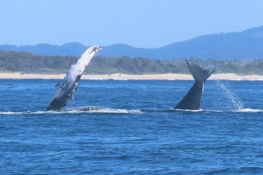 Noosa Whale Watching Cruise – Humpback Whale Adventure 2