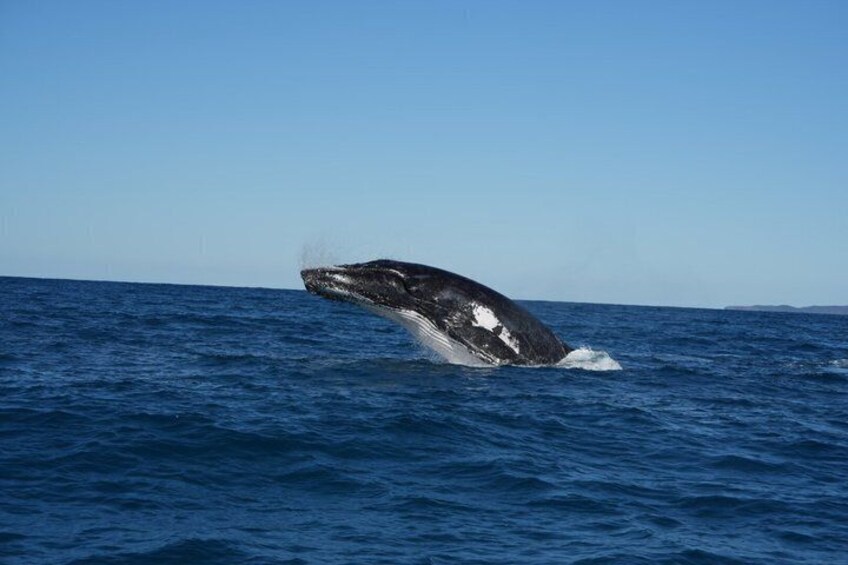 Noosa Whale Watching Cruise – Humpback Whale Adventure 5