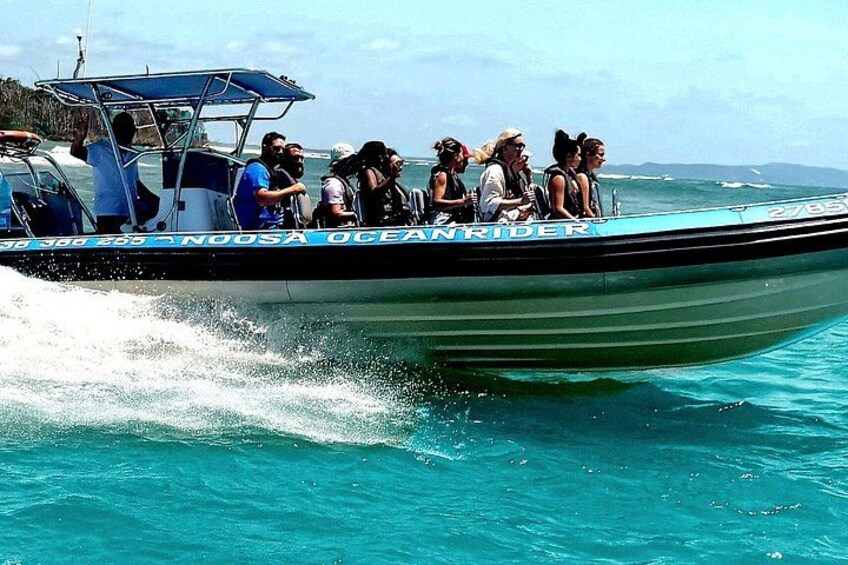 Noosa Whale Watching Cruise – Humpback Whale Adventure 3