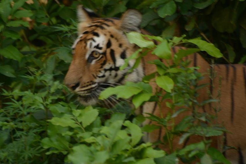 A tiger partially obscured by foliage. 1