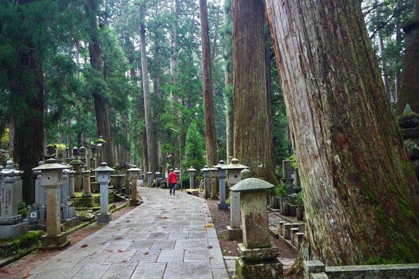 Un cimetière boisé, avec de grands arbres et des pierres tombales en pierre. 1