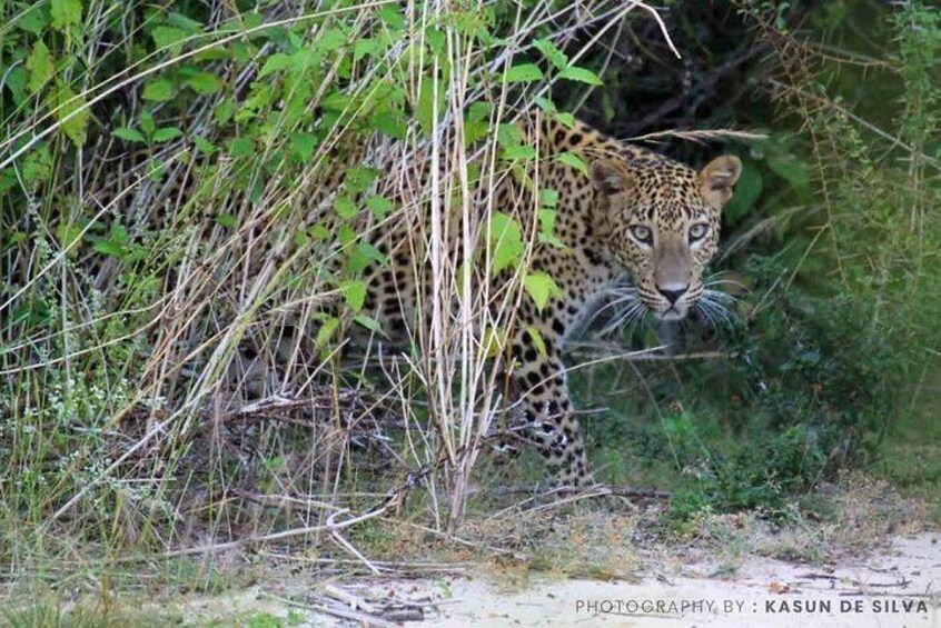 Safari at Wilpattu National Park from Negombo (All inclusive day tour)