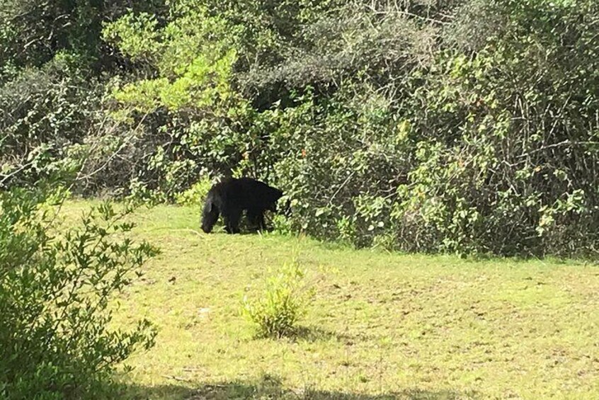 Safari at Wilpattu National Park from Negombo (All inclusive day tour)