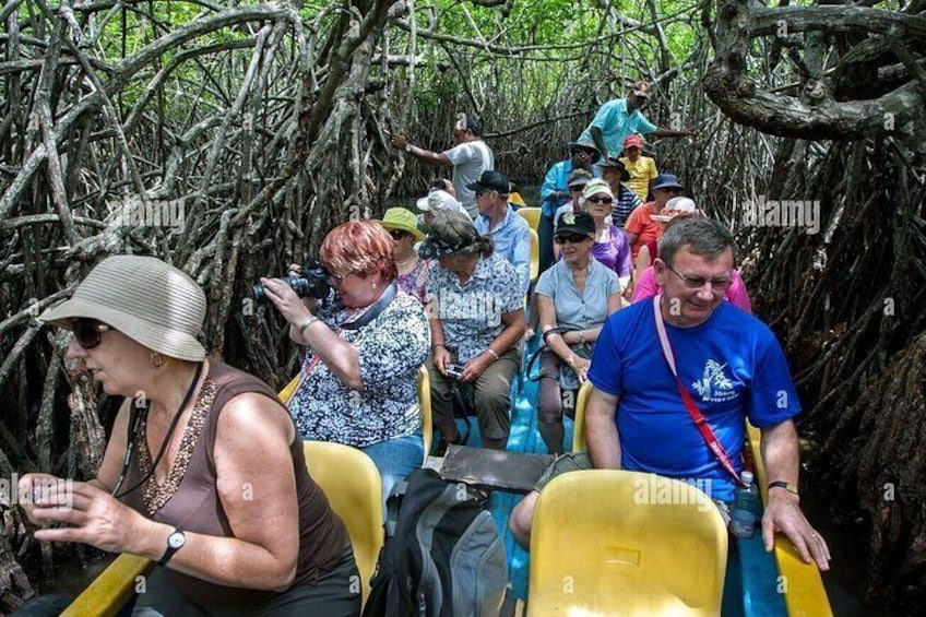 Des personnes participent à une excursion en bateau à travers une forêt de mangroves. 4