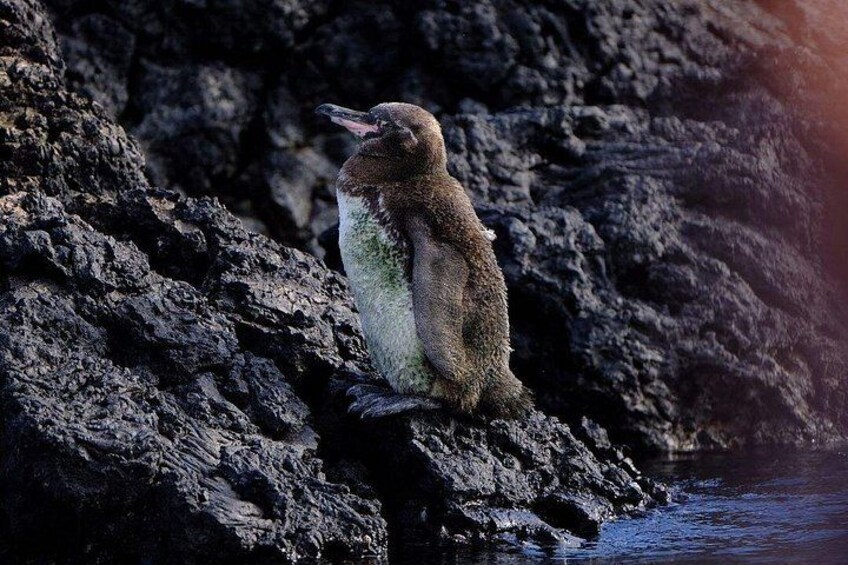 Ein Pinguin an einer felsigen Küste. 3