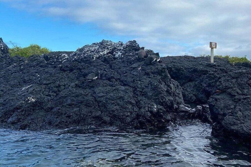 Half Day Tintoreras Tour from Isabela Island 2
