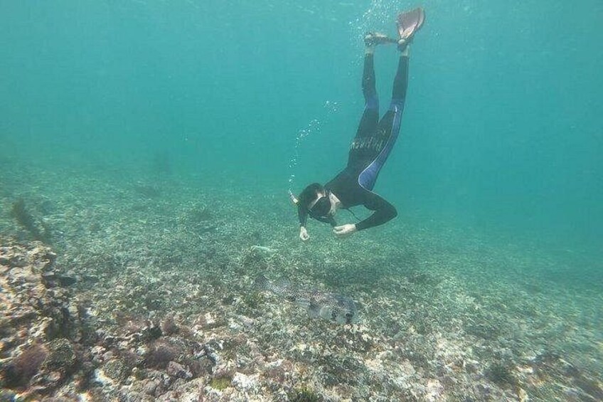 Half Day Tintoreras Tour from Isabela Island 3