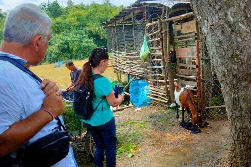 A rural scene with a wooden structure, a tree, and a person feeding a goat. 5
