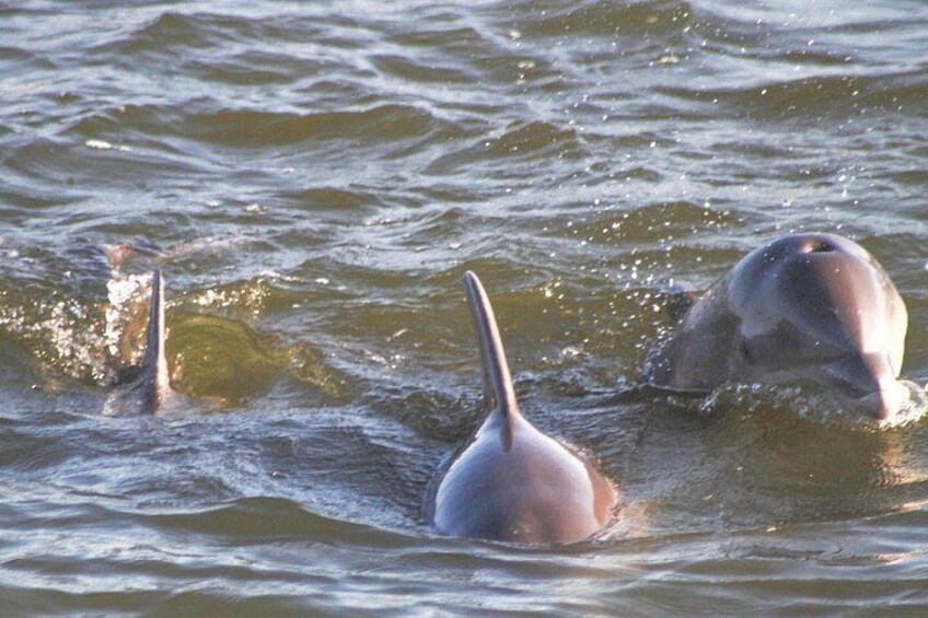 Surfacing Dolphins 4