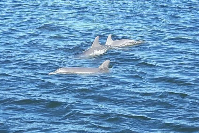 2-Hour Dolphin and Nature Eco Tour from Orange Beach 2