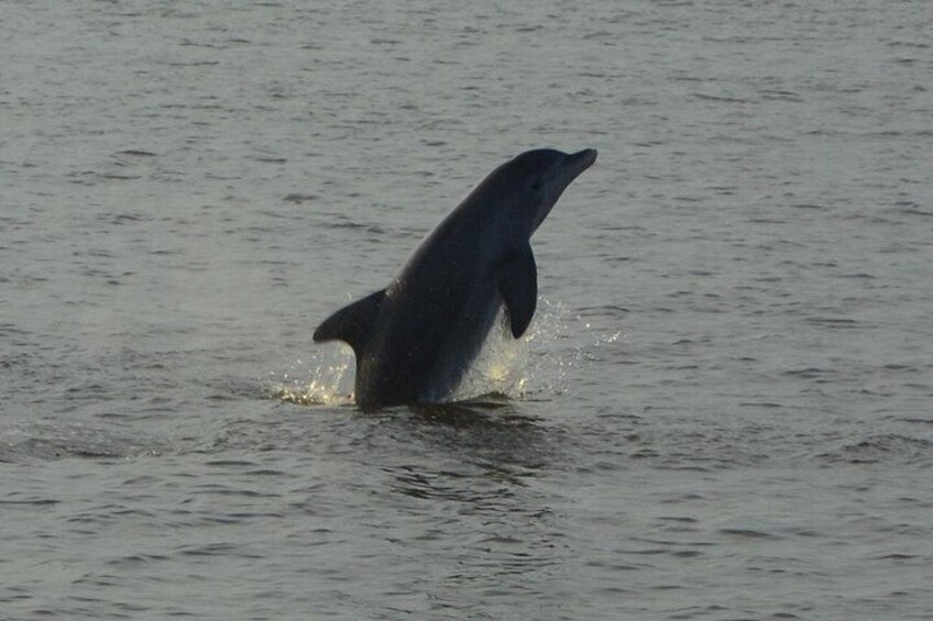 Dolphin in Action 3