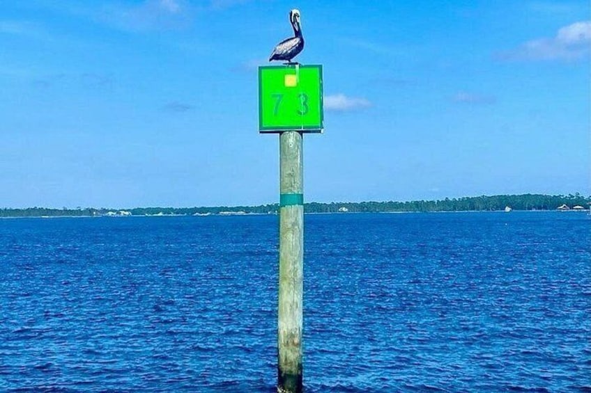 Pelican at Mile Marker 2