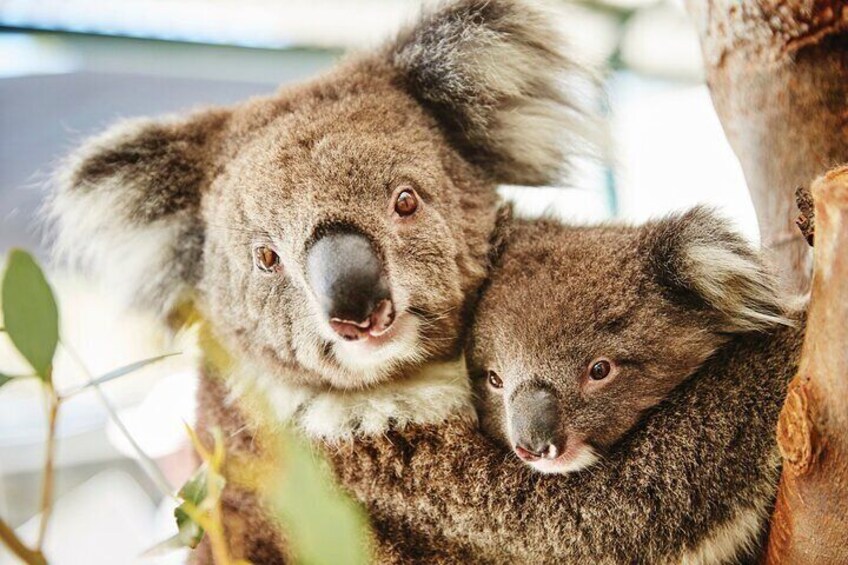 Two koalas resting on a tree branch. 2
