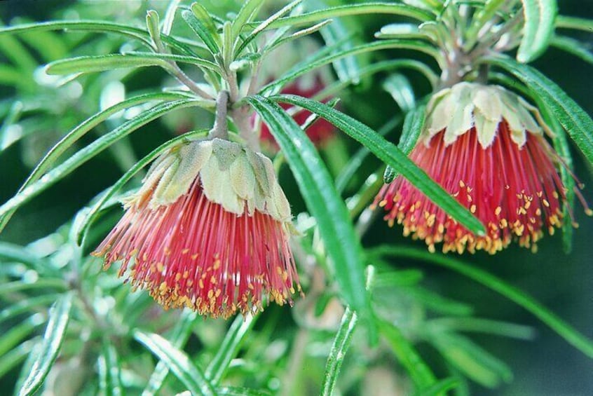 A close-up of a plant with red and yellow flowers and green leaves. 3