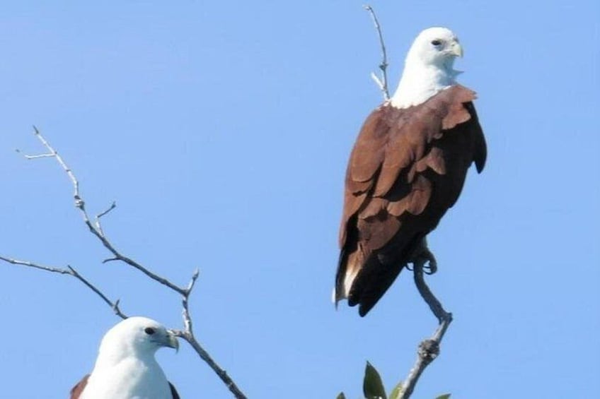 Two birds perched on branches against a clear sky. 2