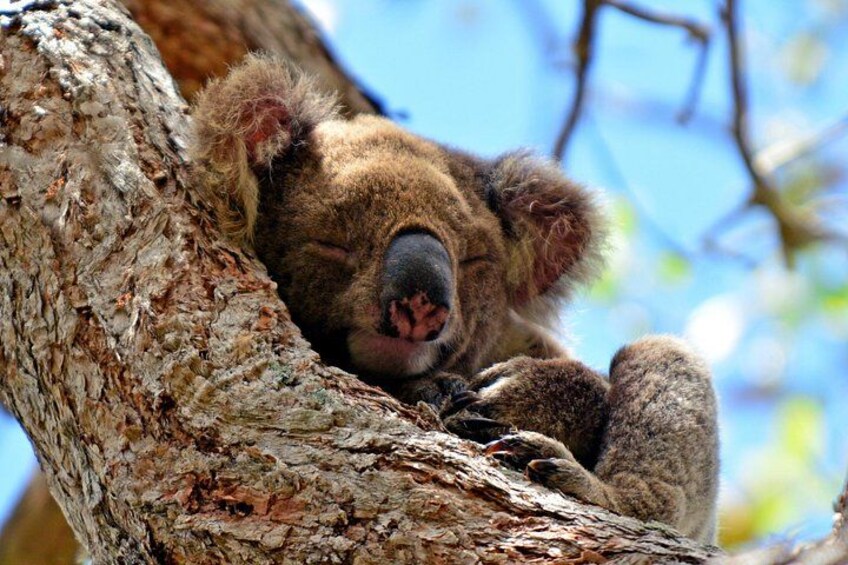 Gold Coast Day Tour From Brisbane 2