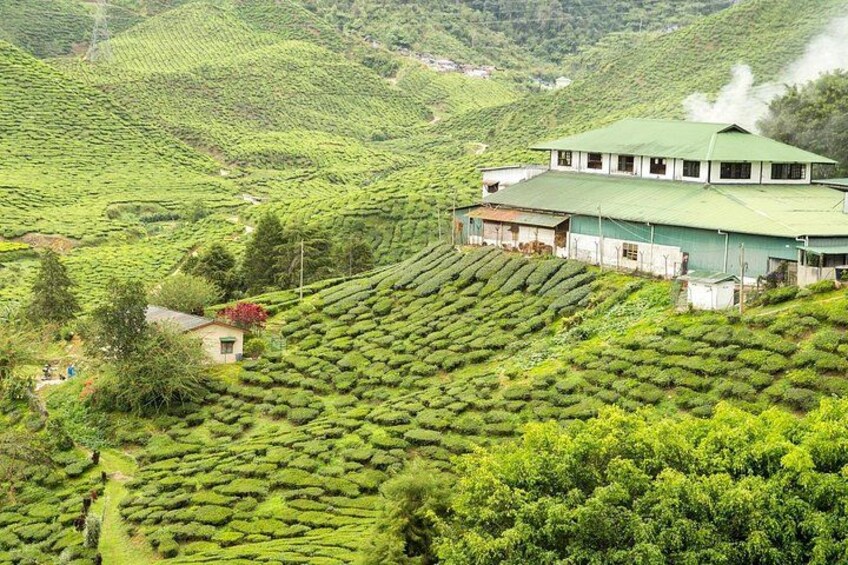 A tea plantation with terraced fields and a large building. 2