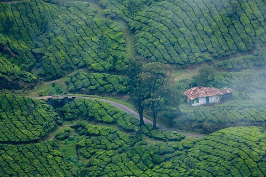 A lush green tea plantation with terraced fields and a small house with a red roof. 4